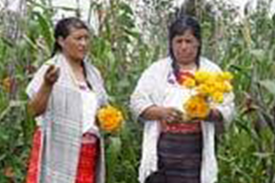Tlahuicas
